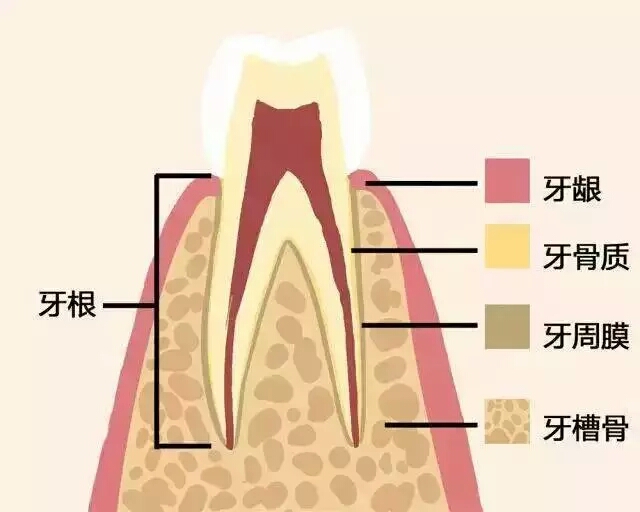 牙齒好，就是財(cái)富！
